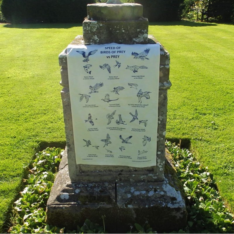 Birds of Prey Print Birds of Prey Print